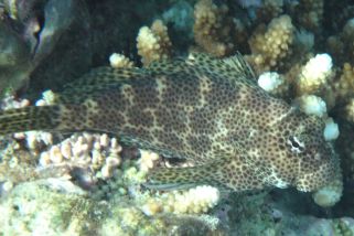 Exallias brevis - Leopard-Kammzähner (Leoparden-Schleimfisch)